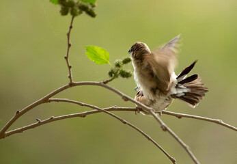 Indian Silverbills courtship, Bahrain