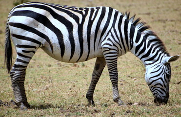 Zebra in the wild in Amboseli NP,Kenya