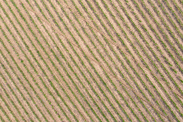 Aerial view of Corn Crop