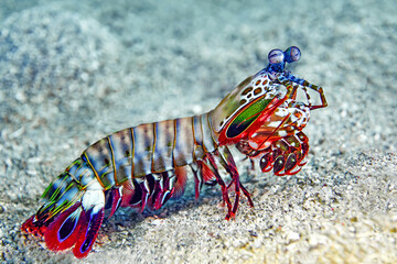 Mantis shrimp in the sea