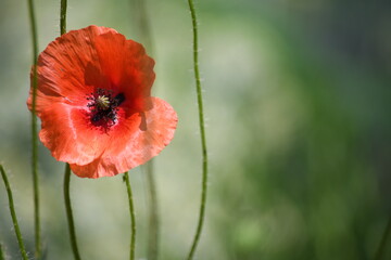 Red poppy in the field
