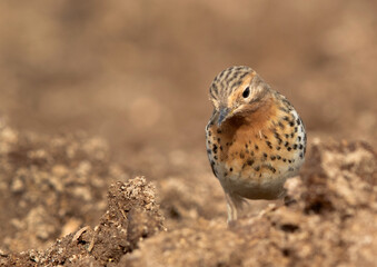 Coseup of a Red-throated pipit, Bahrain