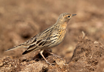  Closeup of a Red throated pipit, Bahrain