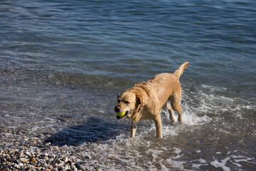 Dog on the beach runs with a ball in his mouth