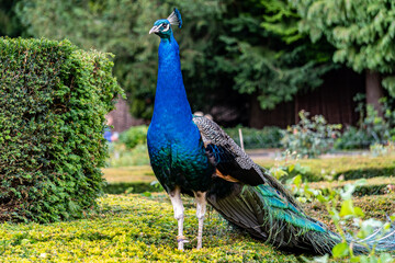 Obraz premium Peacock, full body.