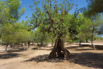 Fototapeta premium Old carob tree . Lliria (Valencia) 