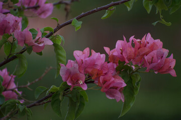 Obraz premium boganvalliya 