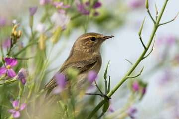 Closeup of a Common chiffchaff with bokeh of beautiful flowers, Bahrain