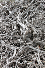 Green grasses and tangled dead wood for textural background