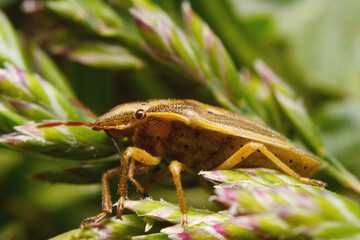Beetle in the grass, beetle among the greens close-up