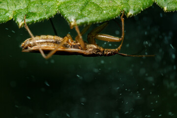 beetle upside down hanging on a leaf