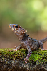 Crocodile skink