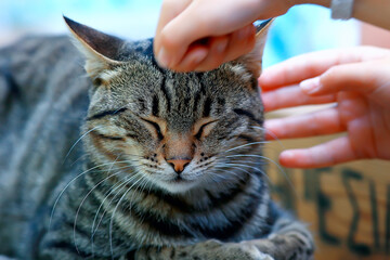 sun cat spring, spring portrait of a cute domestic cat