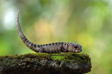 Fototapeta premium Crocodile skink