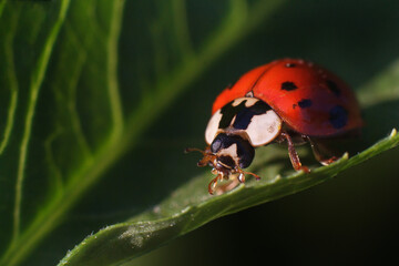 hip on a leaf, ladybug on a leaf, ladybug, beetle on a leaf
