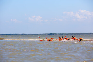 flock of flamingos, unusual pink birds, landscape flamingo travel