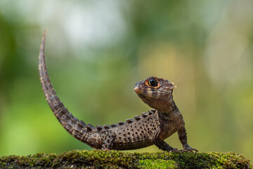 Crocodile skink