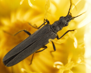 beetle on a yellow flower, pollination, macro photo of a beetle on a flower
