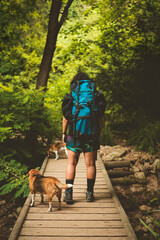 Fototapeta premium Hiker crossing across a bridge with beagle dog.