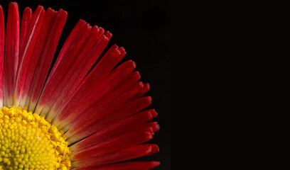 Gerbera flower on black background, daisy on black background, flower on black background, petals, red flower on black background