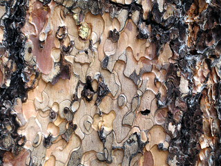 Colorful black, pink, brown, and beige patterns and natural textures in tree bark