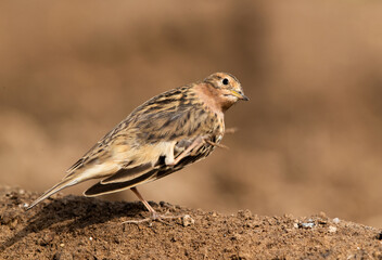Red-throated pipit with one leg up, Bahrain
