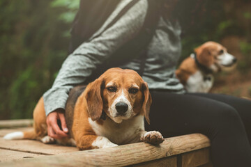 Beagle dogs resting with their owner in a positive attitude.