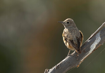 Rufous-tailed rock thrush perched on a tree