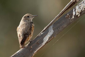 Rufous-tailed rock thrush perched on a tree branch