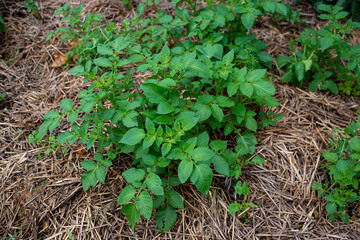 Potato plants growing in straw