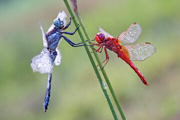 Eastern Blue Tail Dragonfly & Fire dragonfly