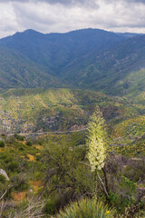 Junction View Lookout point