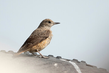 Rufous-tailed rock thrush perched in a tyre, Bahrain