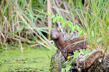 Naklejka na ściany i meble A wild American mink in a swamp in Ontario, Canada.