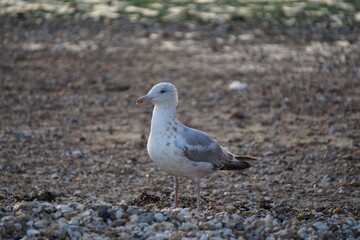 Seagull at the beach 