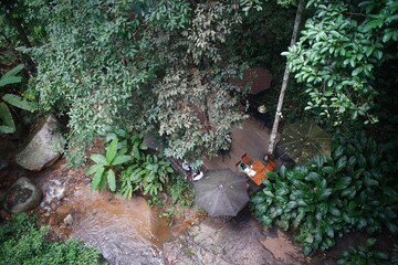 The garden  on the rock in a forest