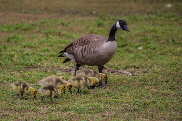 Momma Ducks and Her Ducklings