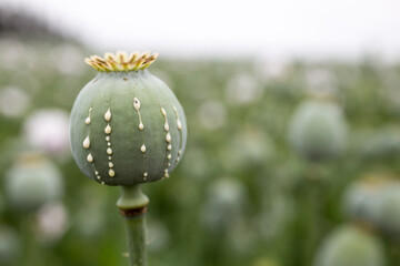 Detail of poppy head with opium latex flowing from immature macadamia (Poppy seed - Papaver somniferum), in the field of bloming poppy, illegal harvesting of narcotics - obrazy, fototapety, plakaty