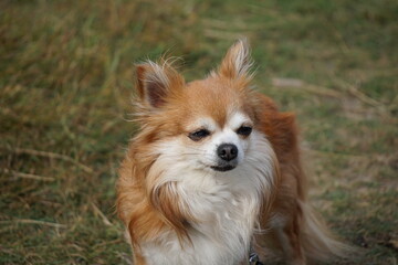 Cute small chihuahua dog 