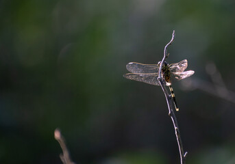 Dragonfly 