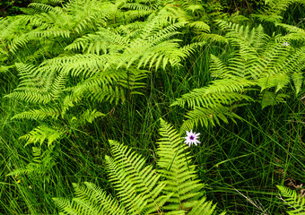 genciana entre helechos,sendero de la naturaleza, Nebias, languedoc-Roussillon, departamento de Aude,pirineos orientales,Francia, europa