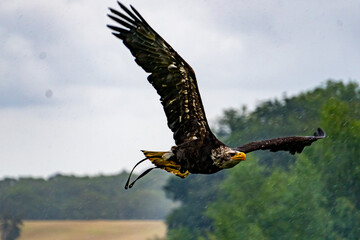 Bald Eagle, in flight.