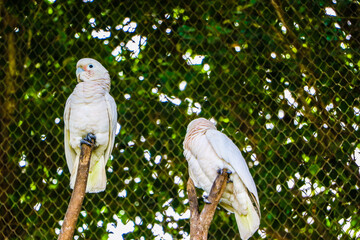 white parrot in the tree