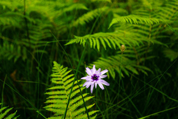 genciana entre helechos,sendero de la naturaleza, Nebias, languedoc-Roussillon, departamento de Aude,pirineos orientales,Francia, europa