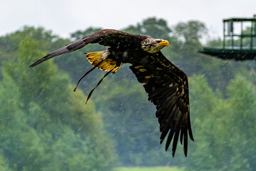 Bald Eagle, in flight.