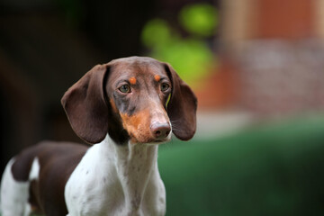 image of dog summer garden 