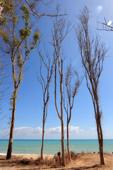 Spiaggia immersa tra gli alberi di una pineta