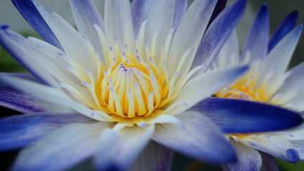 purple white and yellow water lily lotus