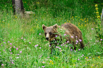 oso pardo europeo (Ursus arctos arctos), Les Angles, pirineos catalanes, comarca de Capcir, Francia