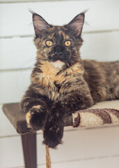 Beautiful fluffy multi colored black maine coon kitten looking curios yellow eyes. Closeup